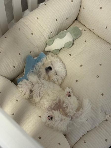 おいもちゃん