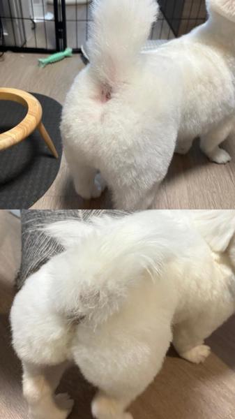 🐶🍑