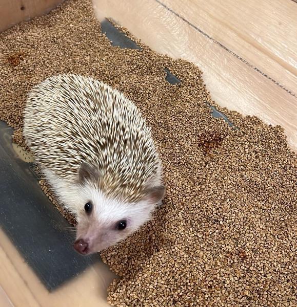 金晩！