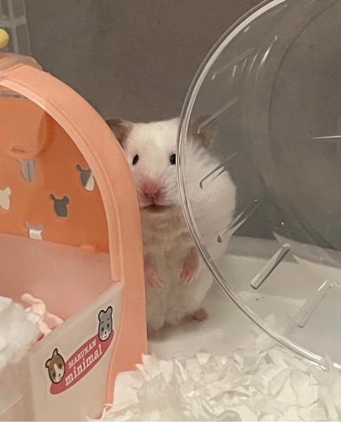 しゅ
