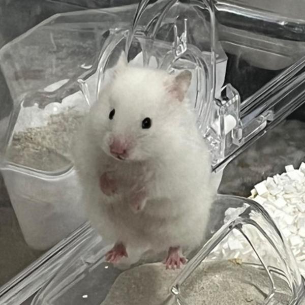 しゅ