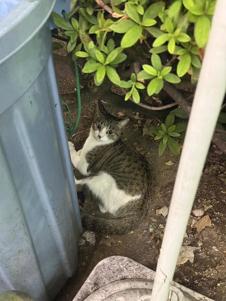 にゃんこ