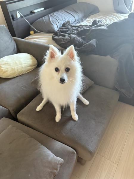(。・ω・。)