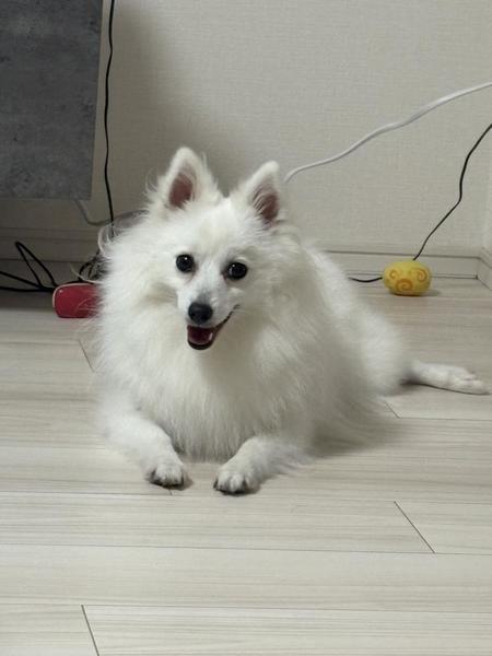 （｡･ω･｡）