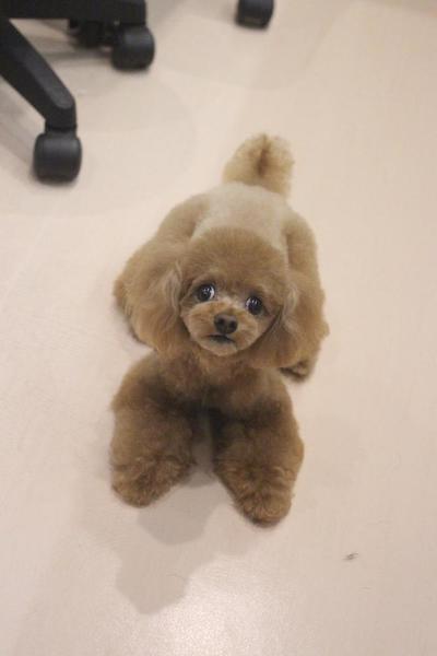 うちの子🧸