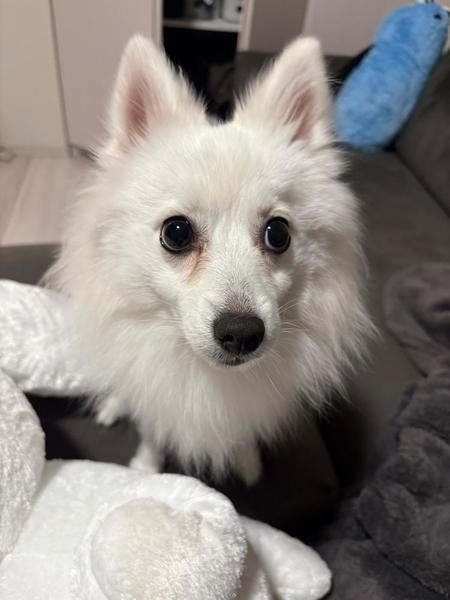 ദ്ദിᐢ- ̫-ᐢ₎