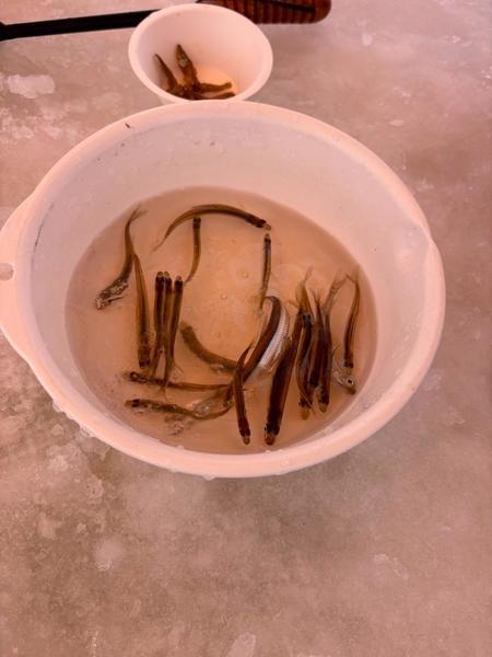 ワカサギ釣り🐟