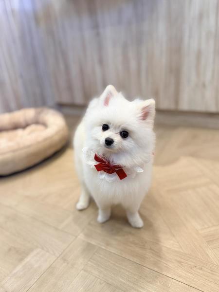 やぴˉ̞̭ ( ›◡ु︎‹ ) ˄̻ ̊