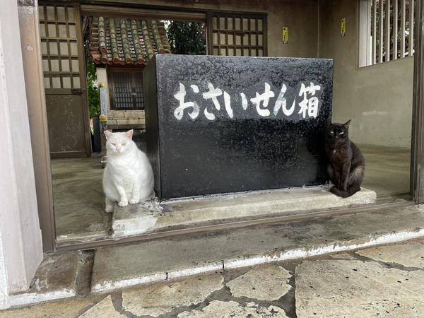 狛猫