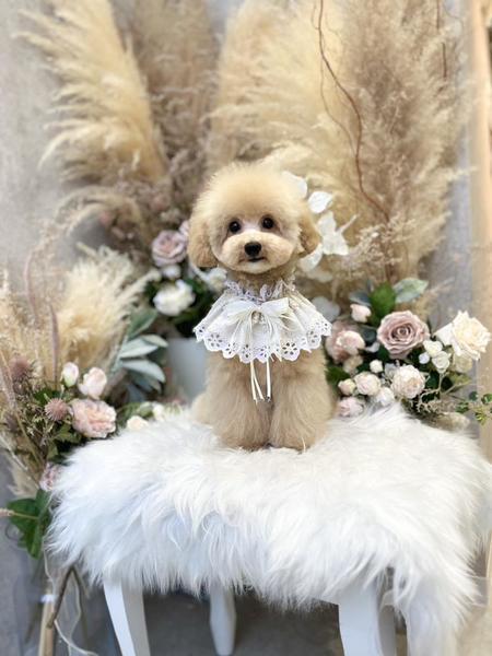 初トリミング🐩🩶