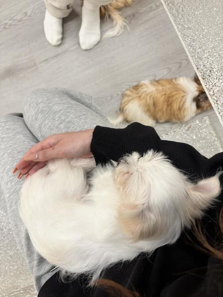 💛ドッグカフェ🐶💛