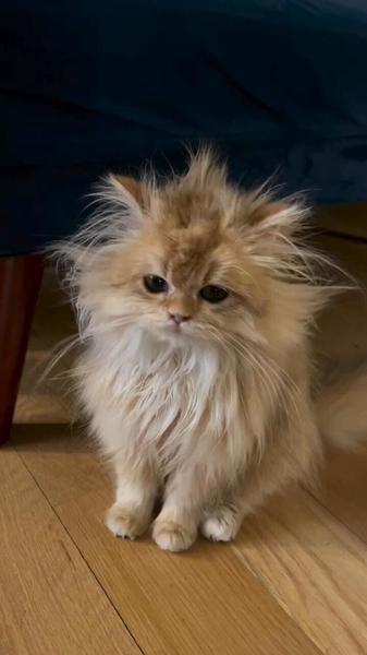 猫 🐱 ฅ^•ω•^ฅ 🐈 ^._.^ 🐈‍⬛