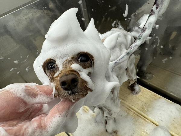 新しいドレス買おうかな