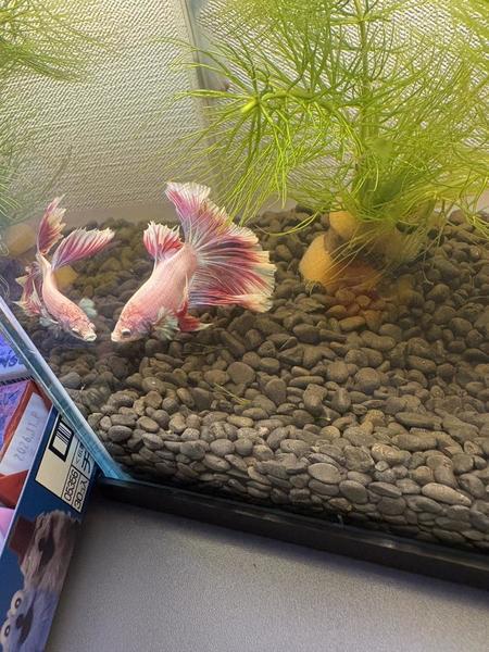 （｡･ω･｡）