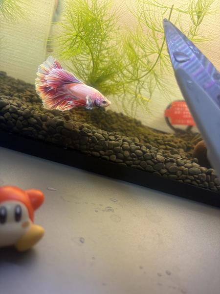 （｡･ω･｡）