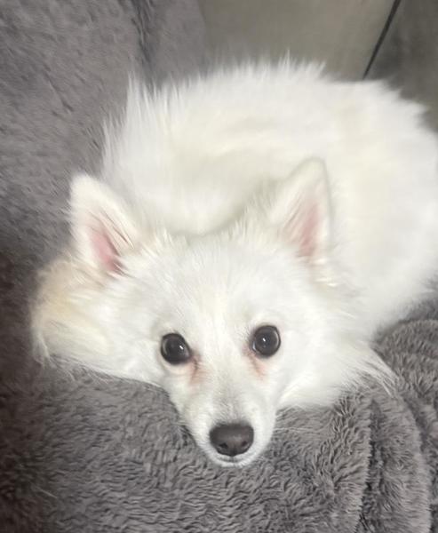 ‎꒰՞ ܸ. .ܸ՞꒱