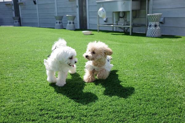 ドックラン☀️