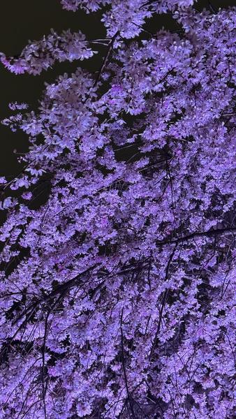 お花見いきたい🌸