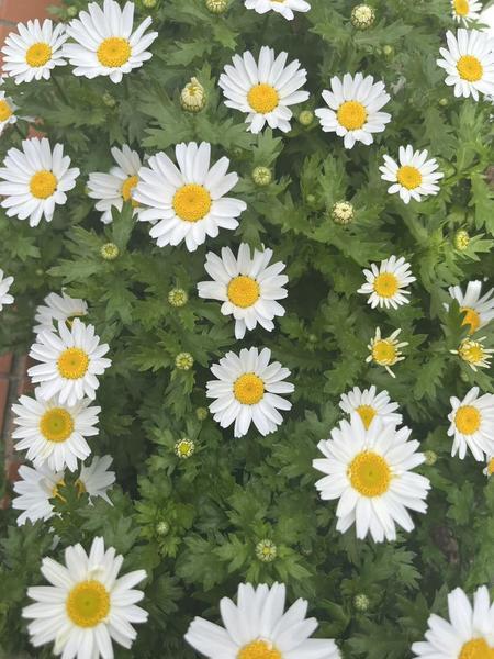 綺麗なお花見つけた🌷´-