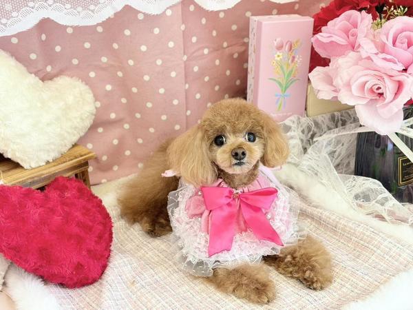 トリミング🐶