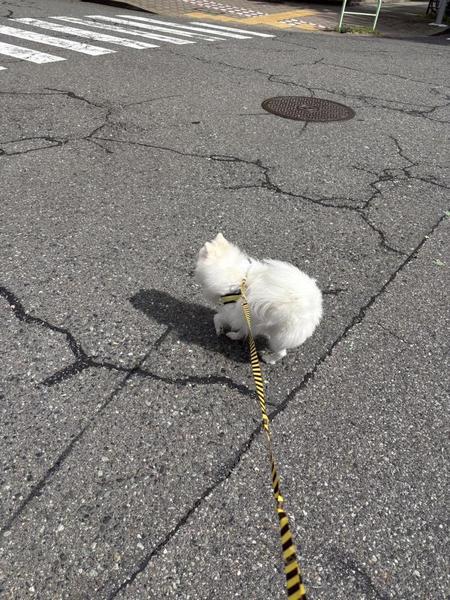 ( ᴗ ̫ ᴗ )