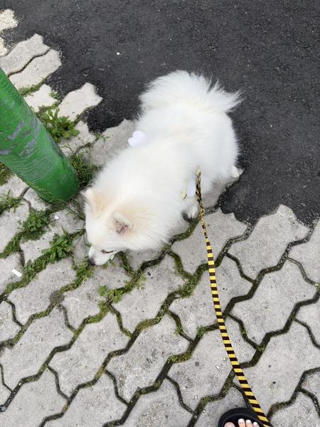 ‎꒰՞ ܸ. .ܸ՞꒱