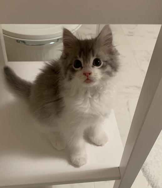 なきねこ