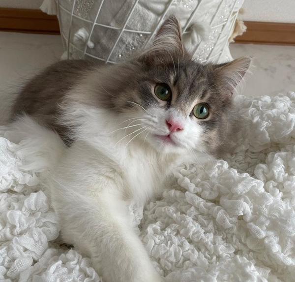 にゃ