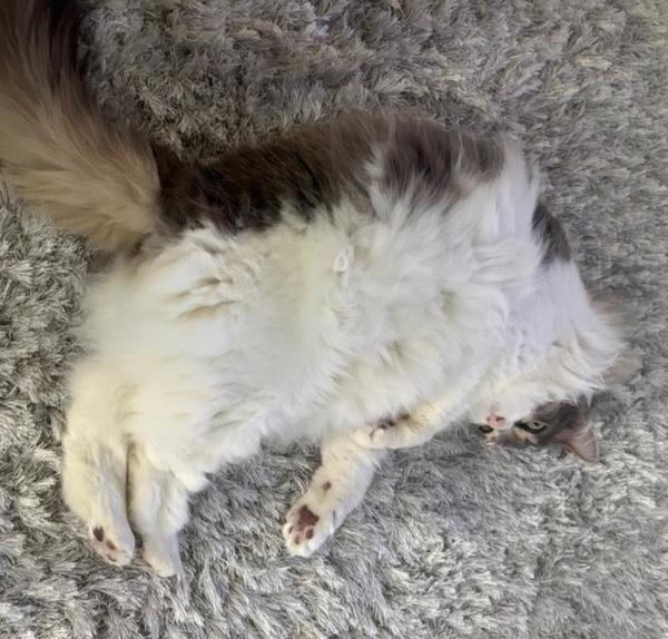 ねこです