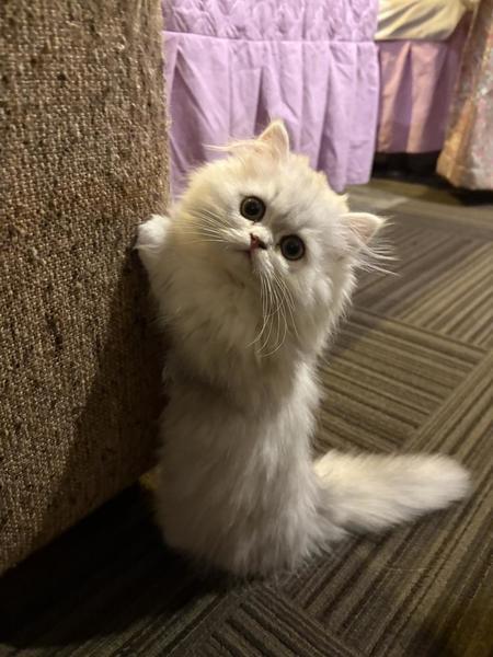 います