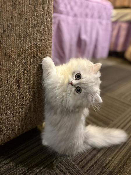 います！