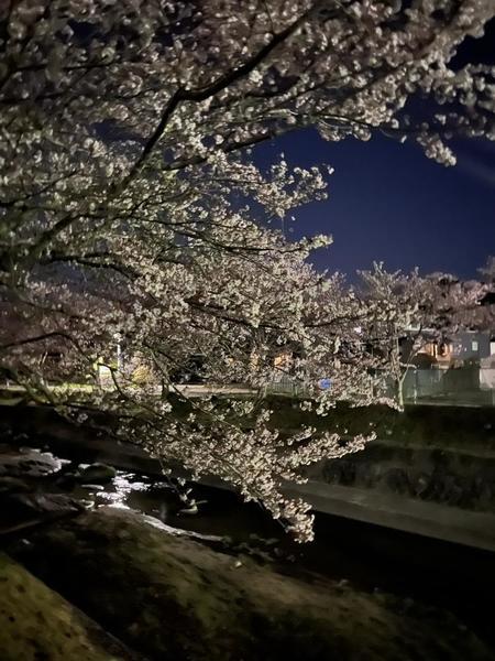 出かけてなさすぎて4月の夜桜の写真、、 早くお出かけしたいー！ 21時半〜います！