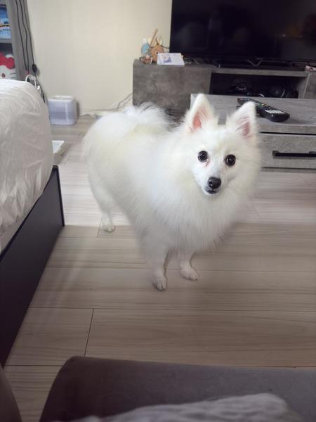 (*^^*)