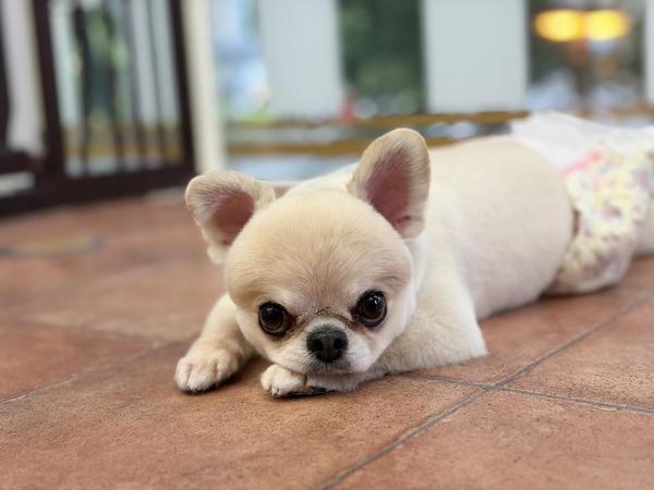 出勤🐶