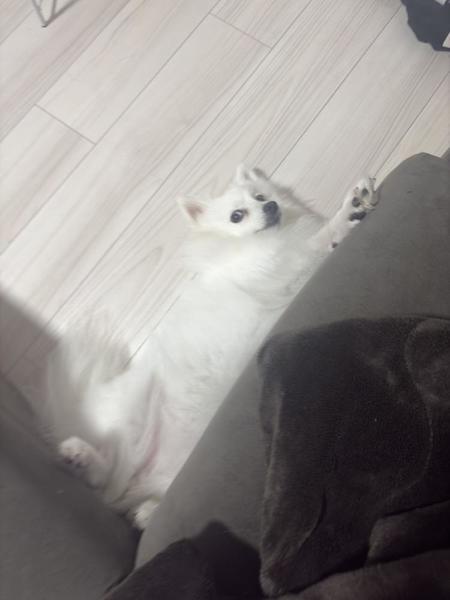 （｡･ω･｡）