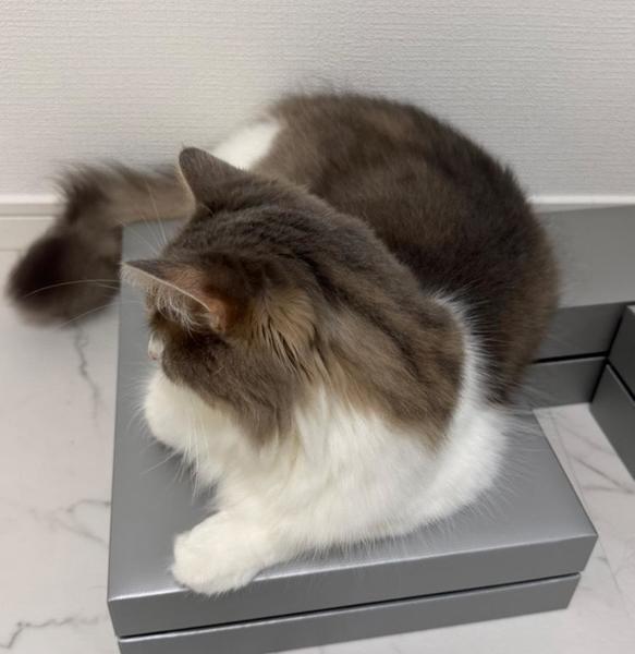 にゃ