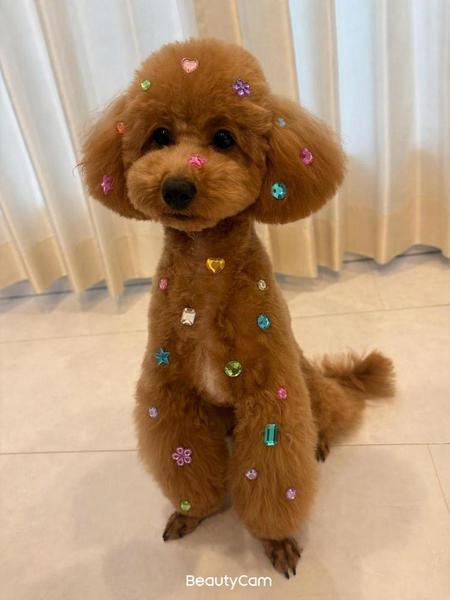 かわいい