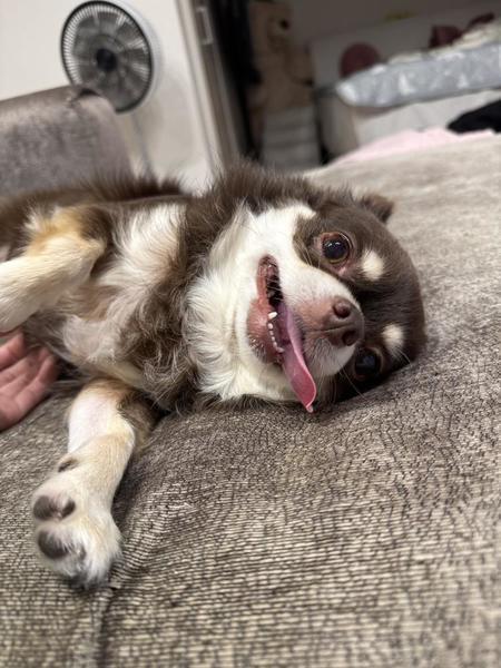 🐶🐶