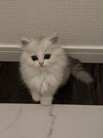 ねこ